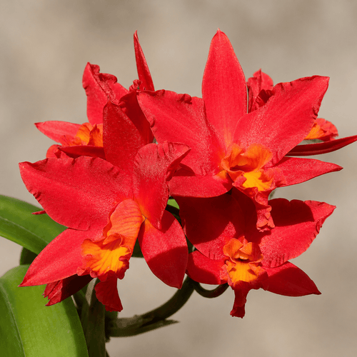 Rth. Shinfong Dawn