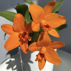 Rth. Shinfong Little Sun 'Youngmin Golden Boy' - parfumat