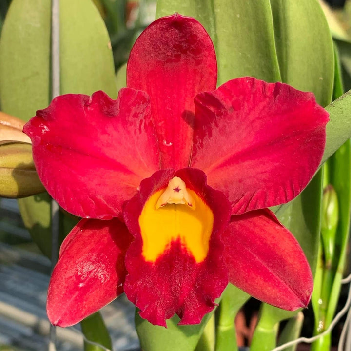 Rth. Smiley Kiss 'Wilson'