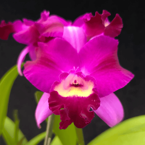 Rth. Yuan Dung Torch 'Grape' 