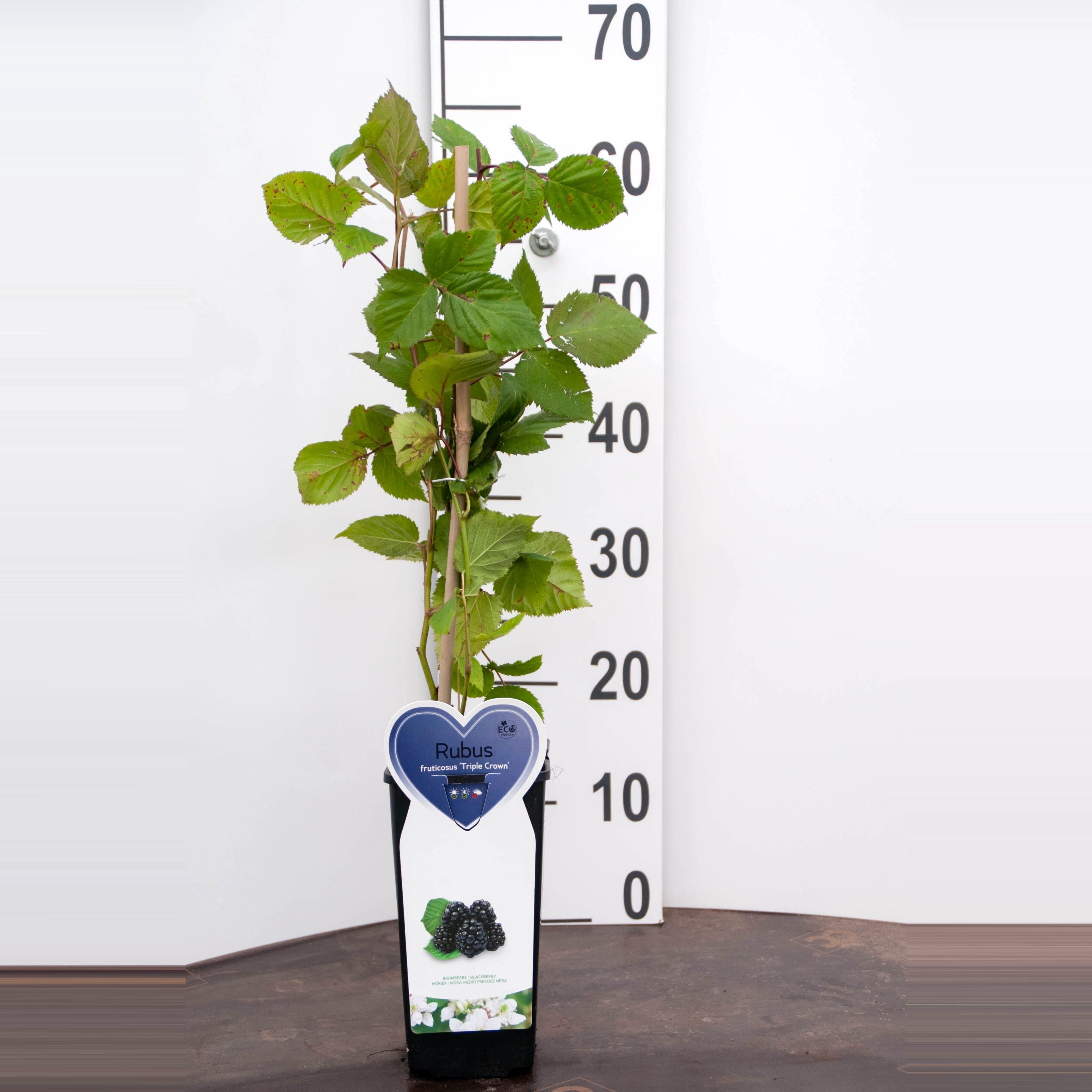 Mur fara spini, aroma intensa - Rubus fruticosus 'Triple Crown'