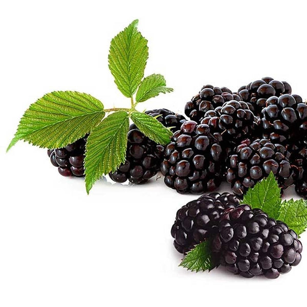 Blackberry without thorns, large fruits - Rubus fruticosus 'Black Satin'