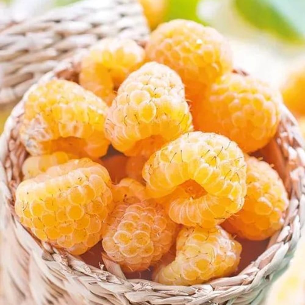 Rubus idaeus 'Golden Bliss'