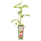 Rubus idaeus 'Heritage'