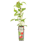 Rubus idaeus 'Himbo Top'