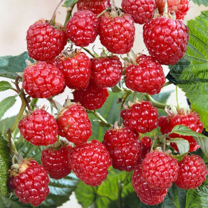 Rubus idealus 'Glen Ample'