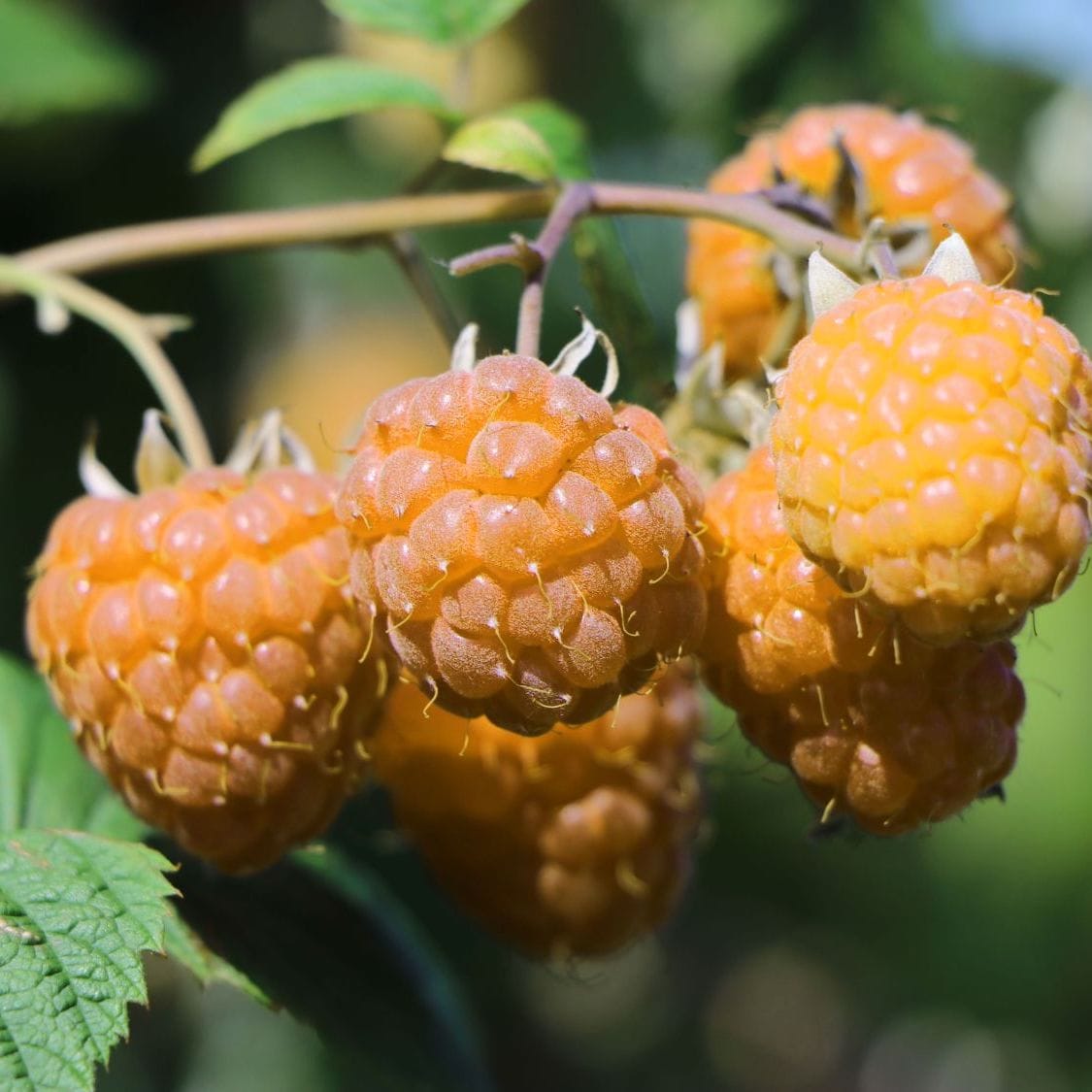 Yellow raspberry, productive - Rubus idaeus Lowberry® 'Goodasgold®' (o