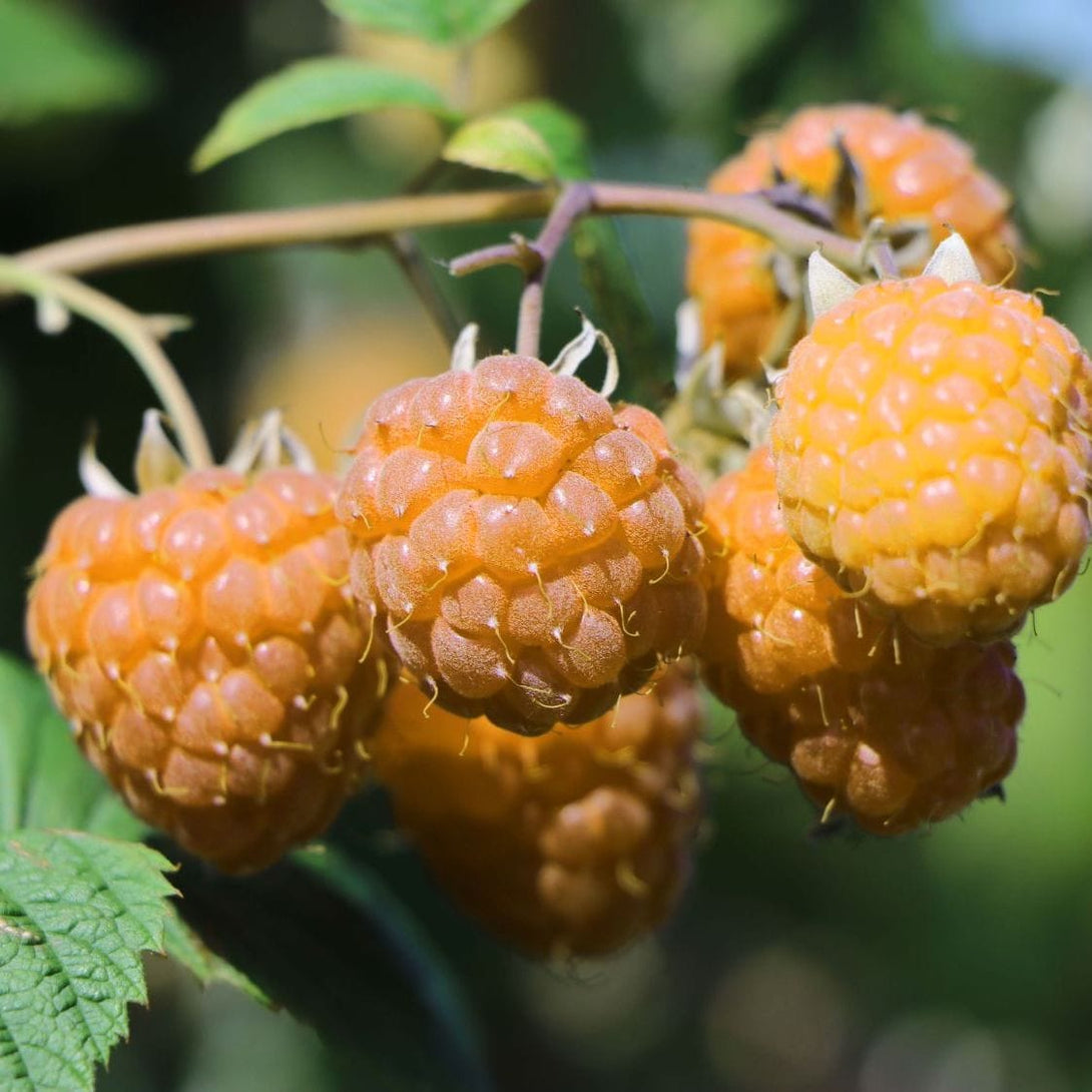 Rubus idaeus Lowberry® 'Goodasgold®'