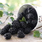 Mur fara spini, aroma intensa - Rubus fruticosus 'Triple Crown'