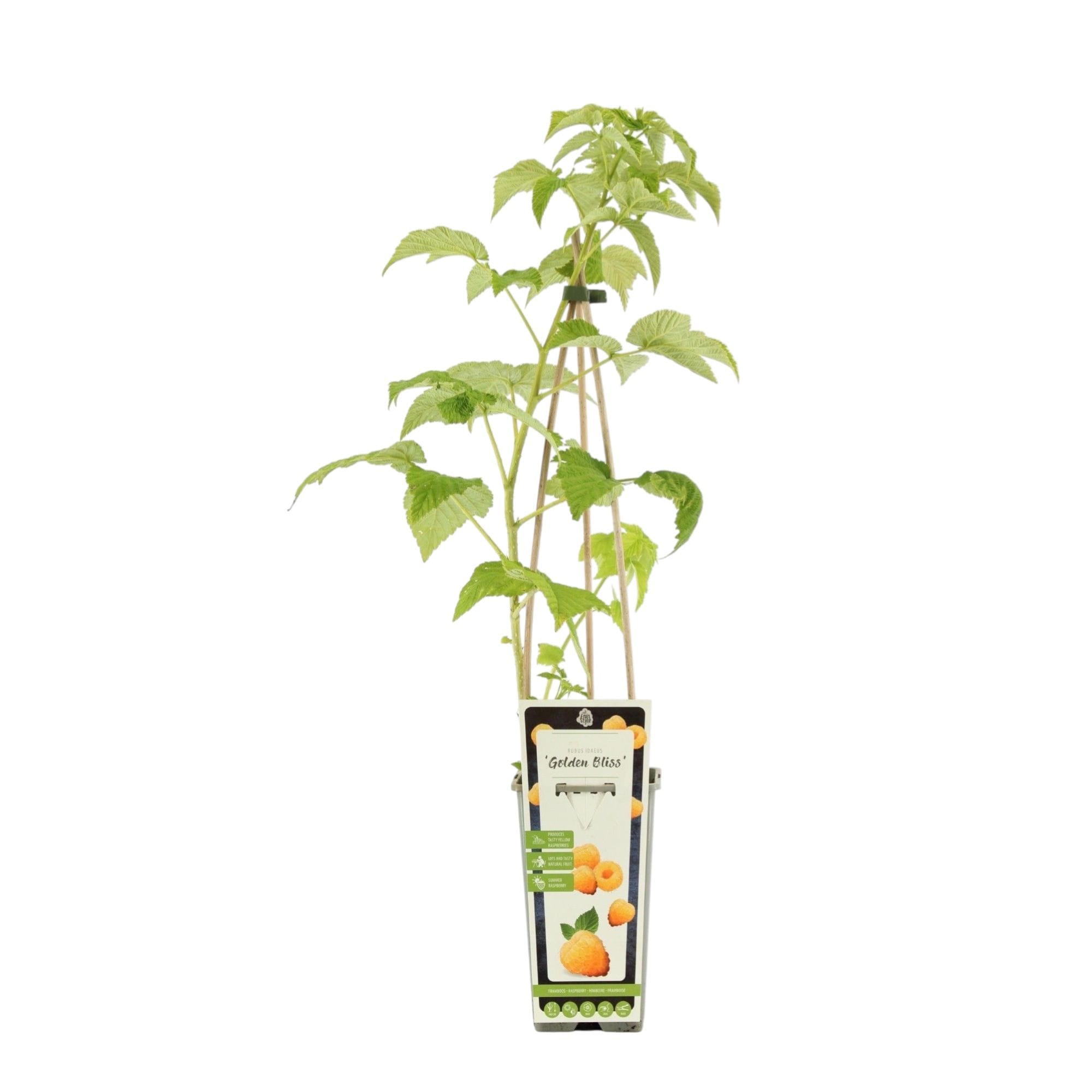 Zmeur remontant galben, foarte aromat - Rubus idaeus 'Golden Bliss'