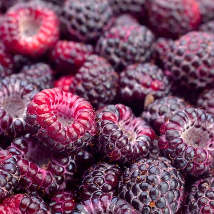 Zmeur visiniu aromat - Rubus idaeus 'Glen Coe'