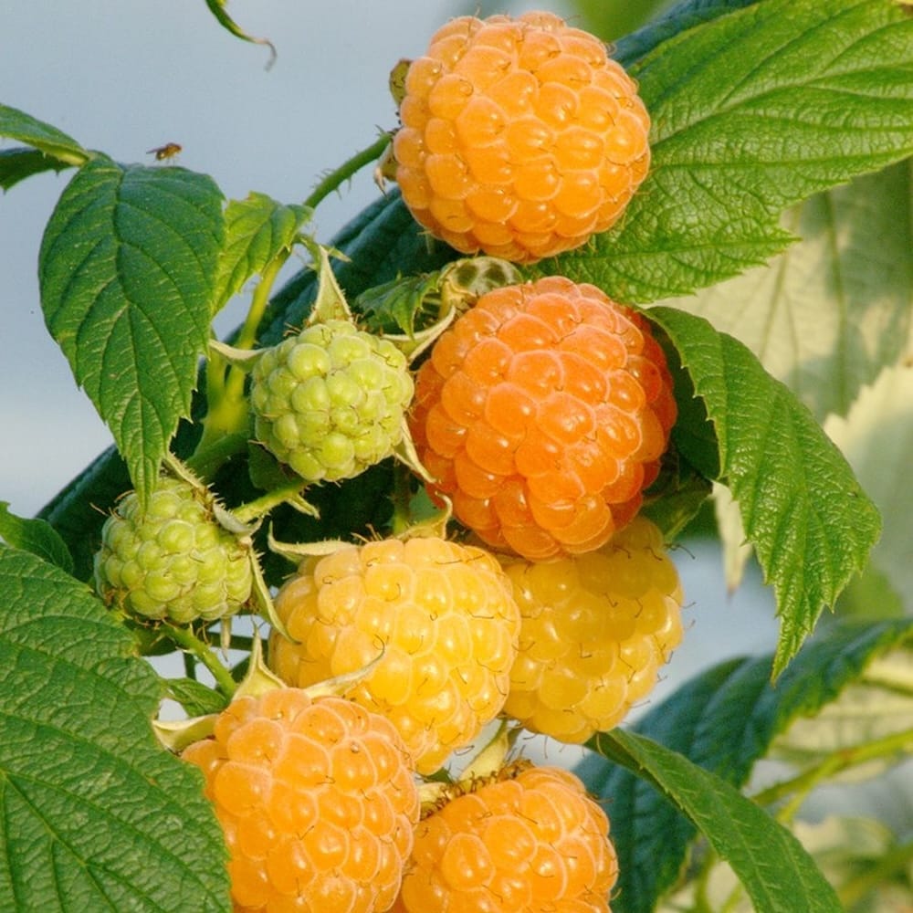 Rubus idaeus 'Golden Bliss'