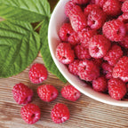 Rubus idaeus 'Heritage'