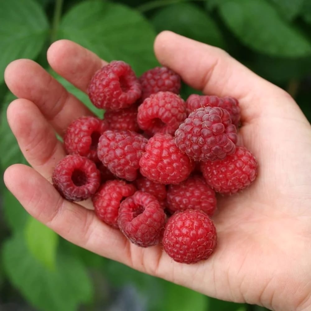 Rubus idaeus 'Sanibelle'
