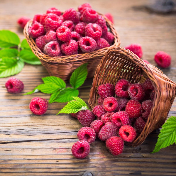 Rubus idaeus 'Summer Chef' (cultura biologica)