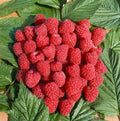 Rubus idaeus 'Tulameen'
