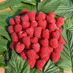 Rubus idaeus 'Tulameen'