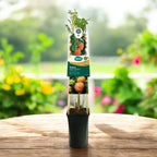 Zmeur galben productiv cu fructe aromate - Rubus idaeus 'Valentina'