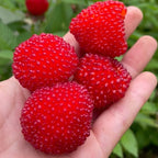 Capsun-Zmeur Japonez - Rubus illecebrosus