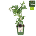 Taggfri murgröna, ständigt grön, med enorma skördar - Rubus fruticosus 'Thornless Evergreen' (Oregon Thornless)