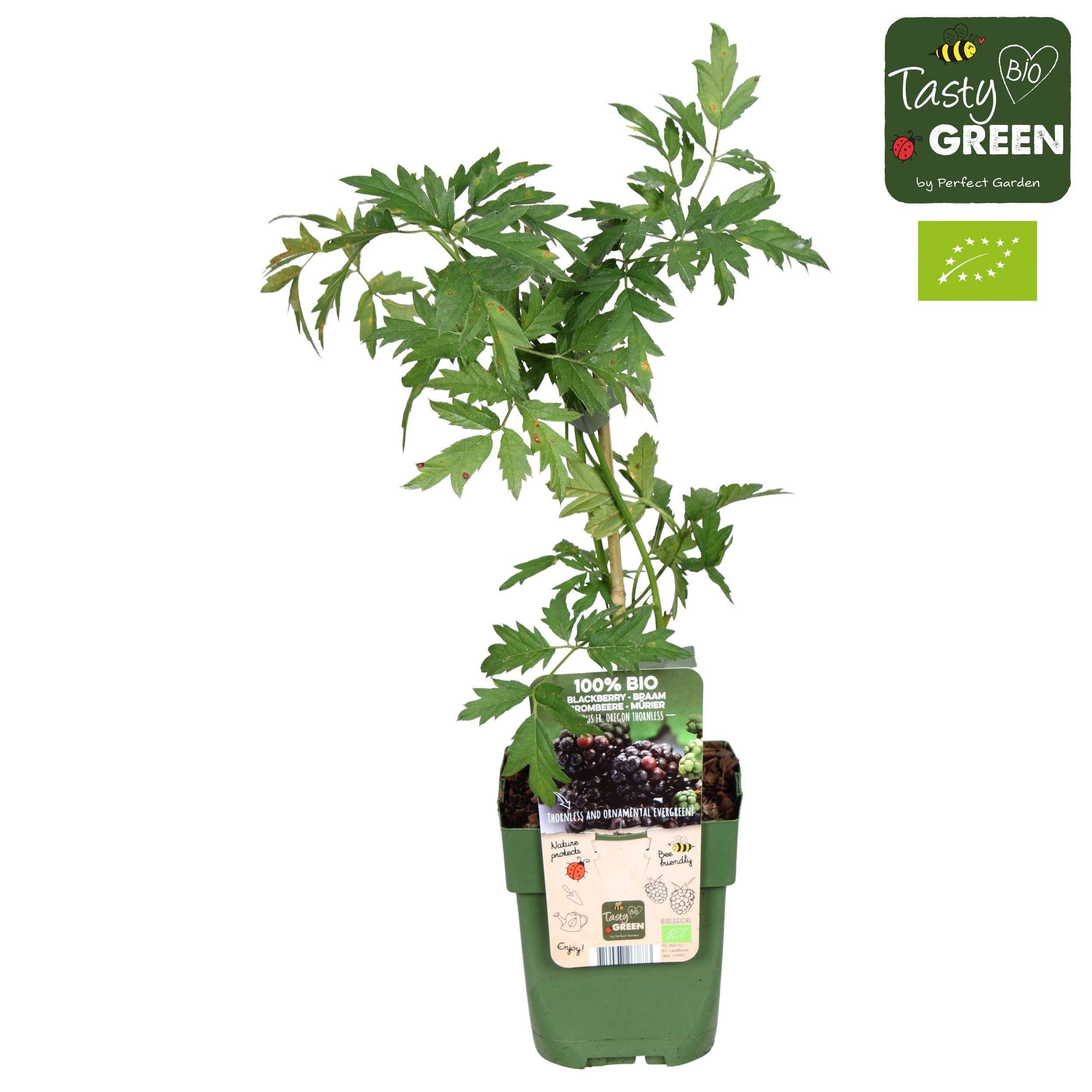 Mur fara spini, vesnic verde, cu productii uriase - Rubus fruticosus 'Thornless Evergreen' (Oregon Thornless)