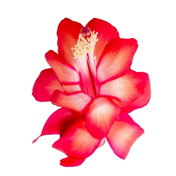 Schlumbergera ‘Red Brazil’ (Craciunita rosie)