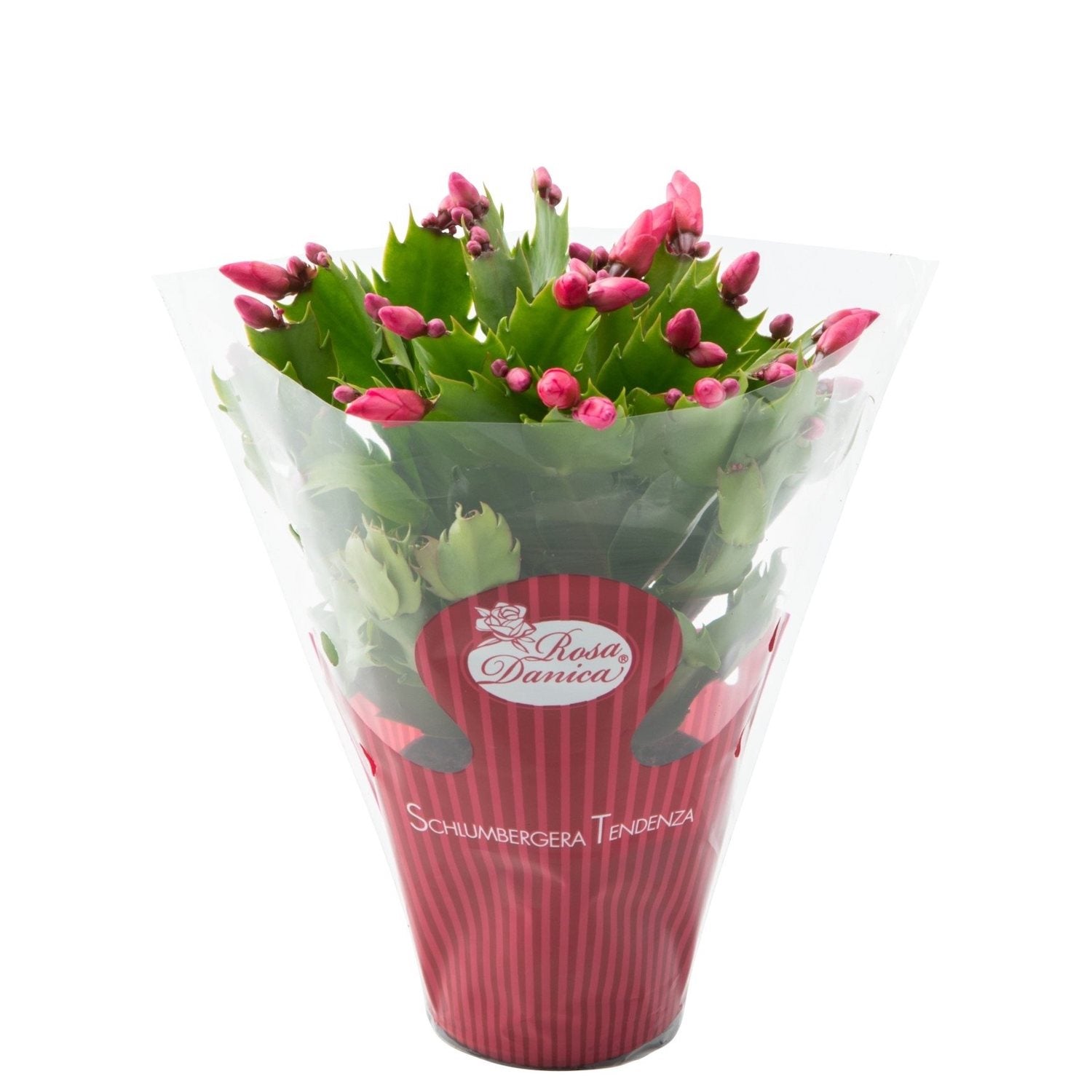 Schlumbergera ‘Red Brazil’ (Craciunita rosie) 2pp