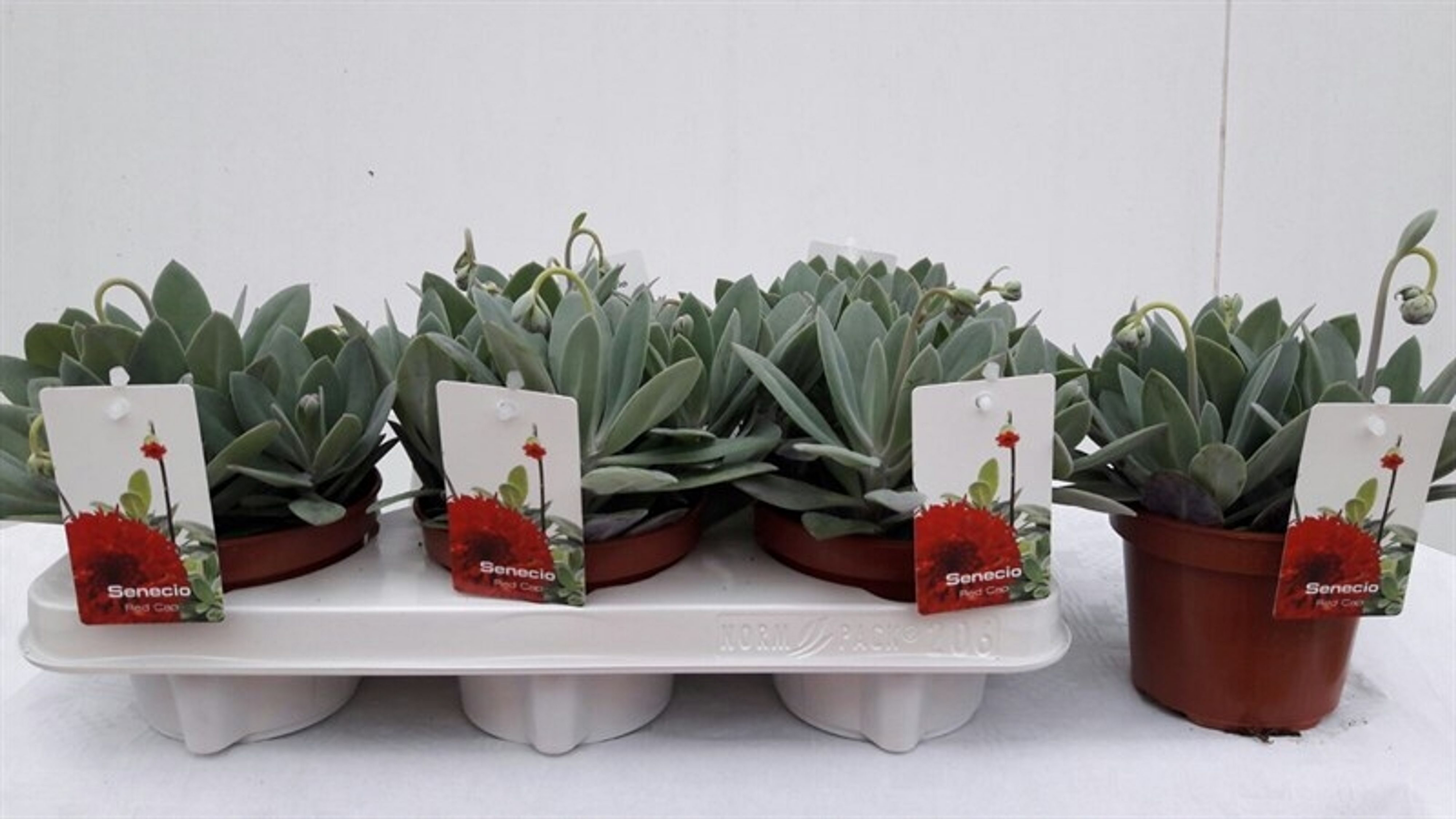 Senecio Red Cap