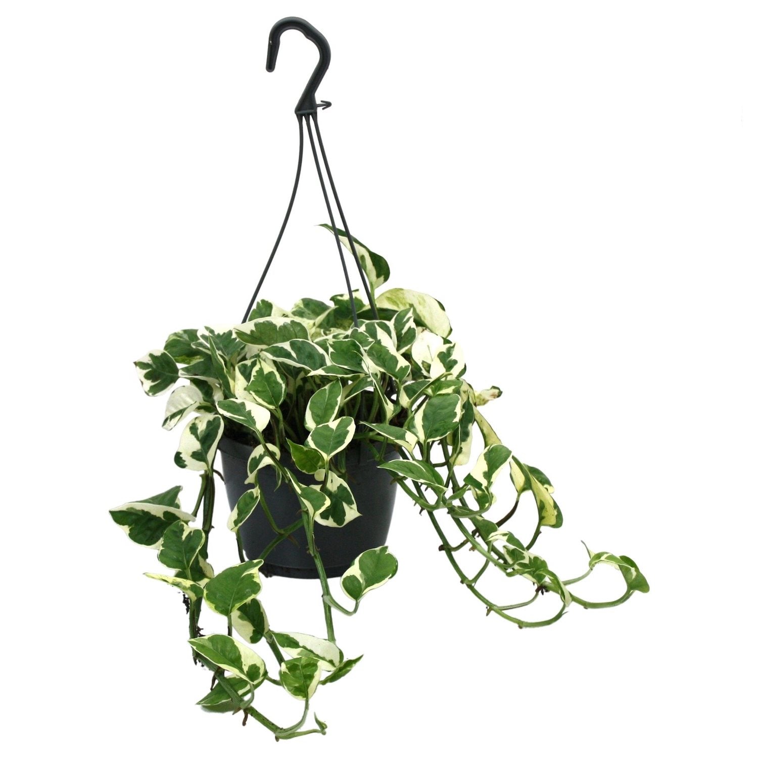 Epipremnum (Scindapsus) aureum 'N'joy' - exemplare XL