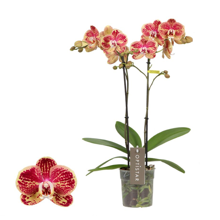 Phalaenopsis Spears