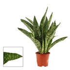 Sansevieria 'Aubrytiana Jaboa'