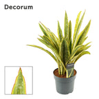 Sansevieria Aubrytniana Lauren