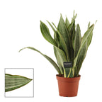 Sansevieria 'Aubrytiana Marlowe'