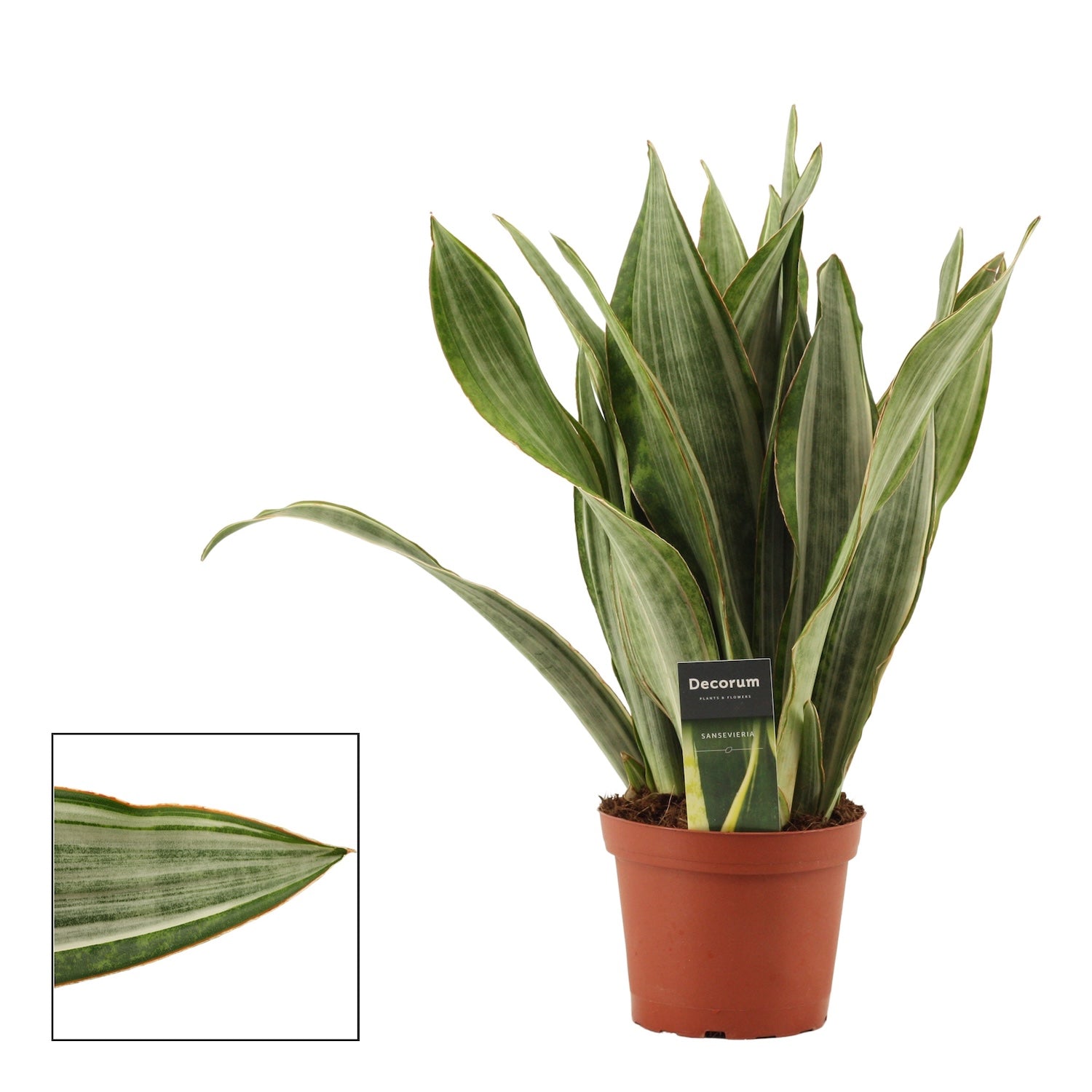 Sansevieria 'Aubrytiana Marlowe'