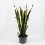 Sansevieria laurentii D19
