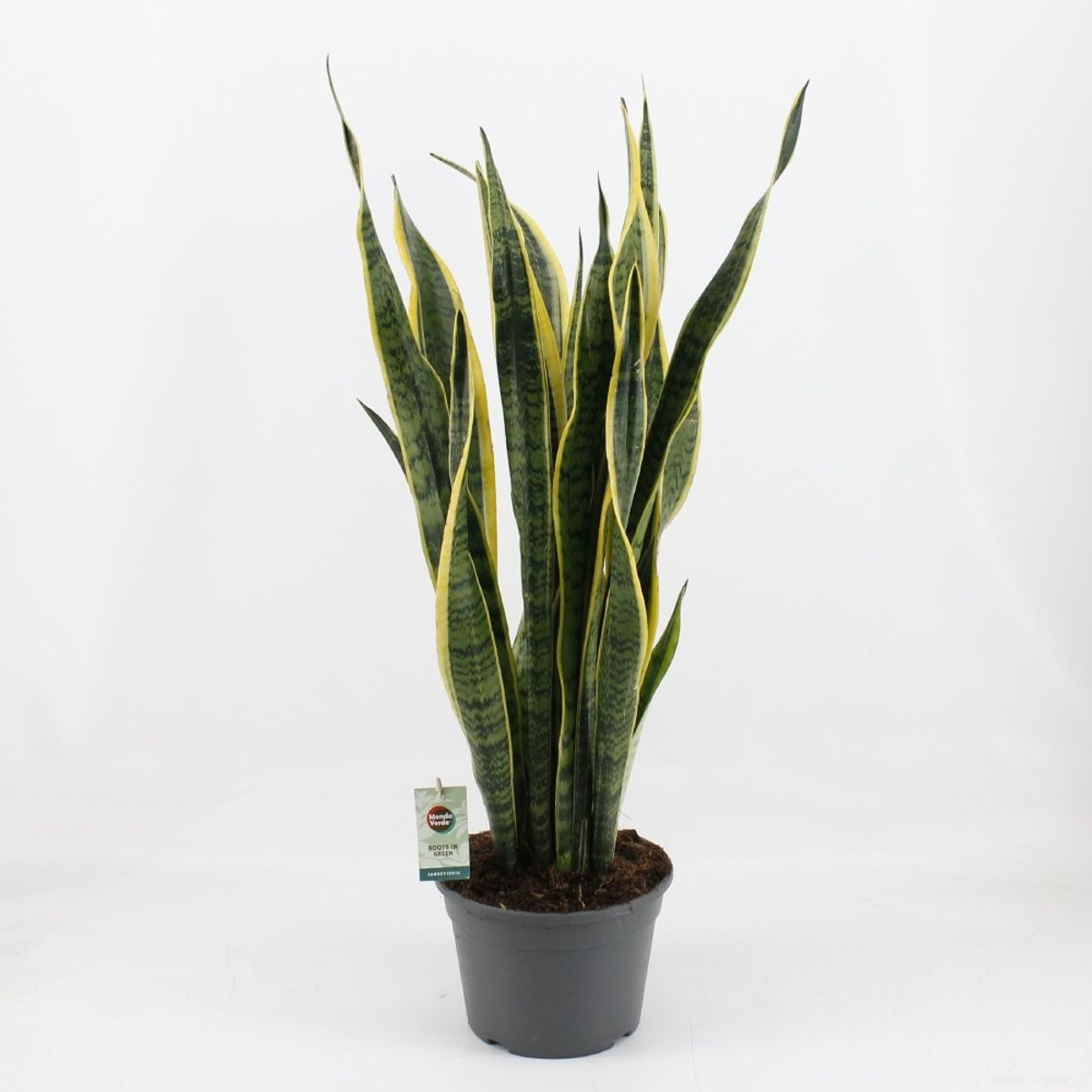 Sansevieria laurentii D19