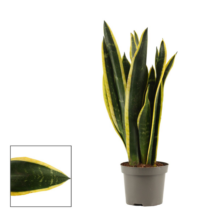 Sansevieria Black Gold