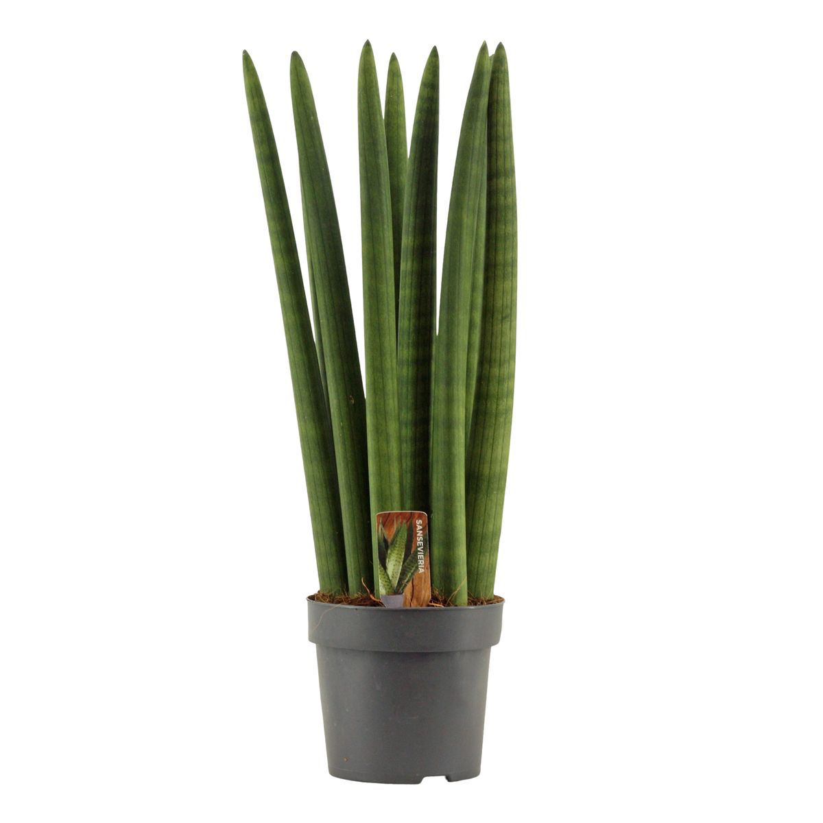 Sansevieria Cylindrica Straight XL