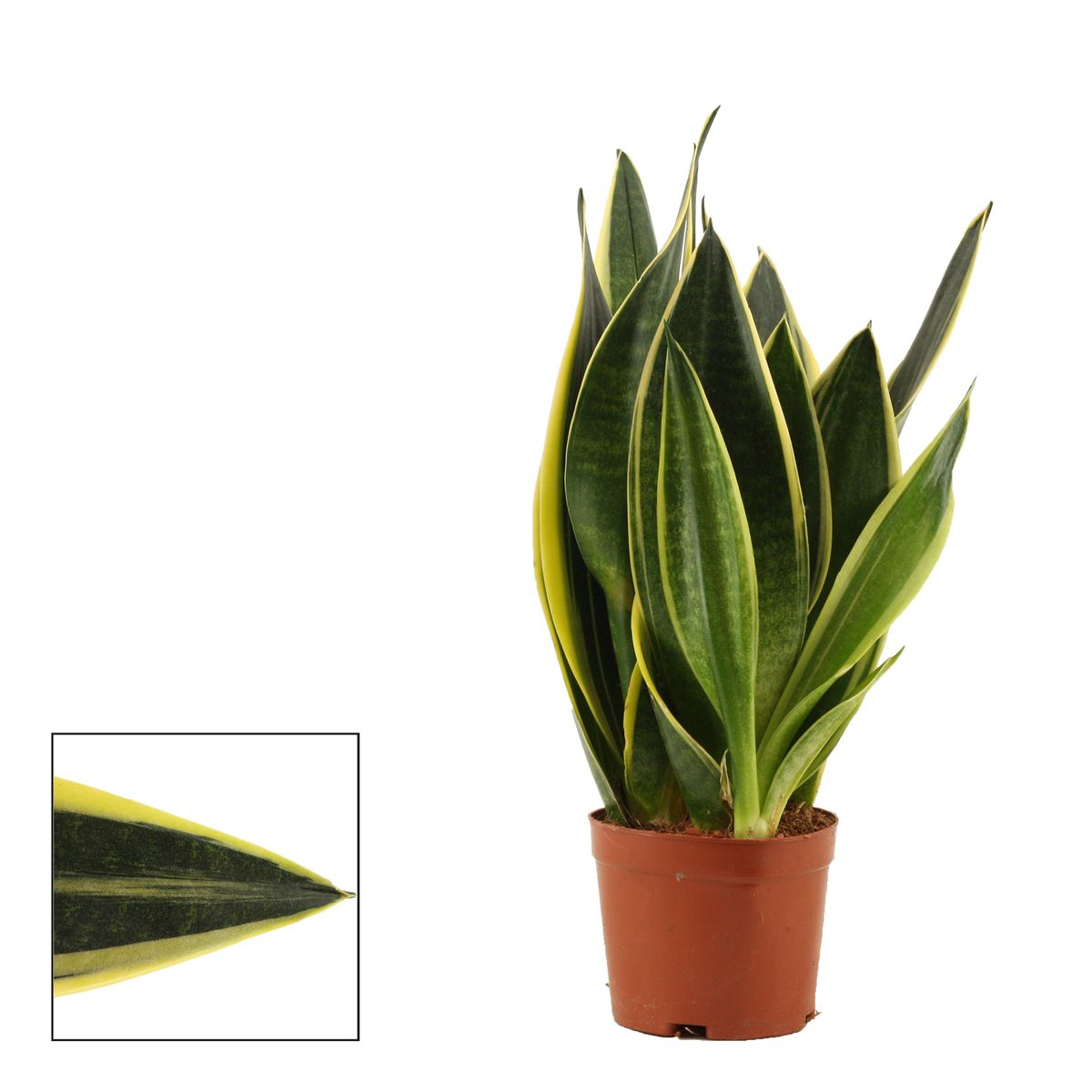 Sansevieria ‘Canary’