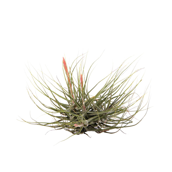 Aerial plant Tillandsia Schiedeana clumps