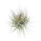 Tillandsia Schiedeana Luftpflanzenbüschel