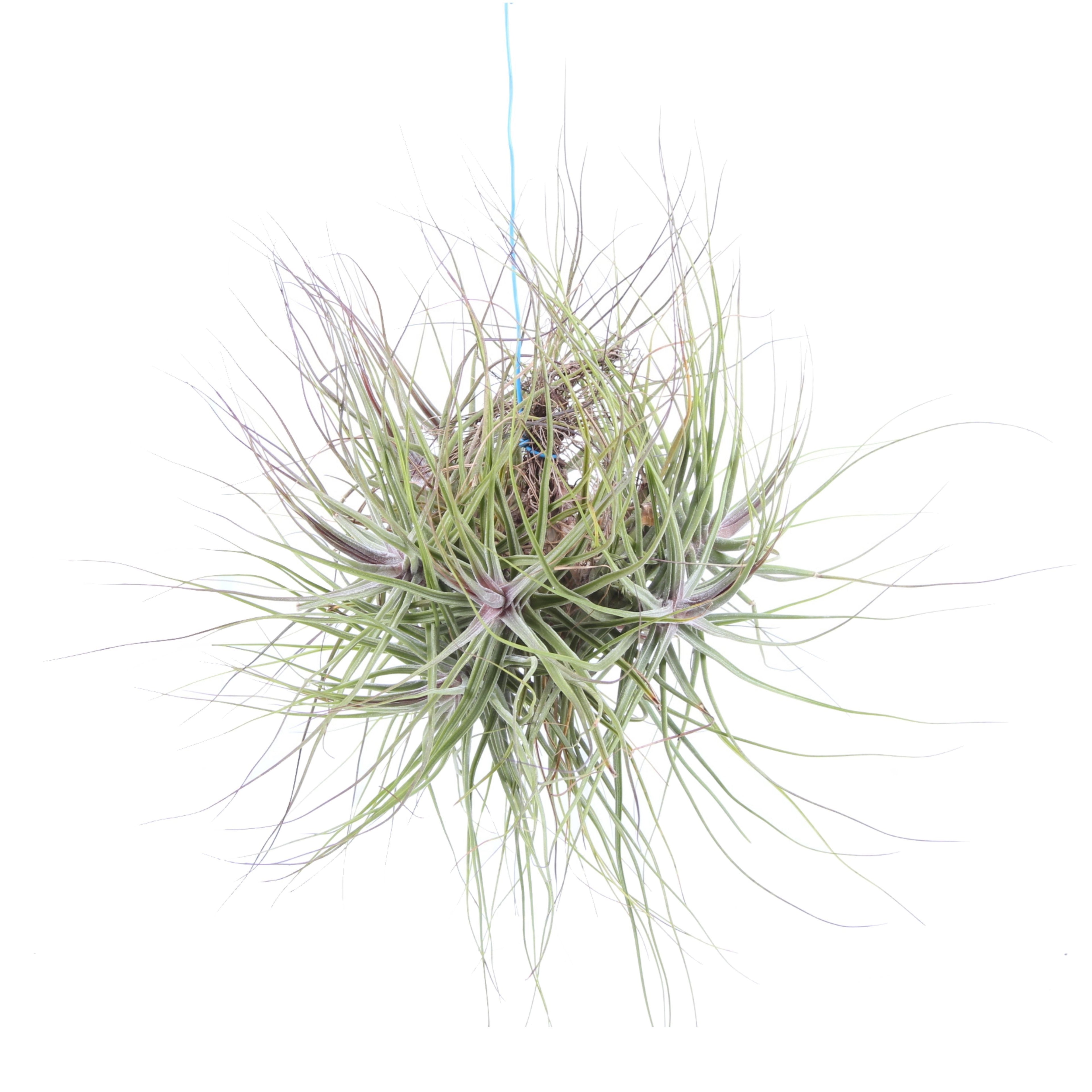 Planta aeriana Tillandsia Schiedeana clumps
