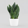 Sansevieria 'Black Diamond' D12