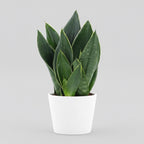 Sansevieria 'Black Diamond' D12