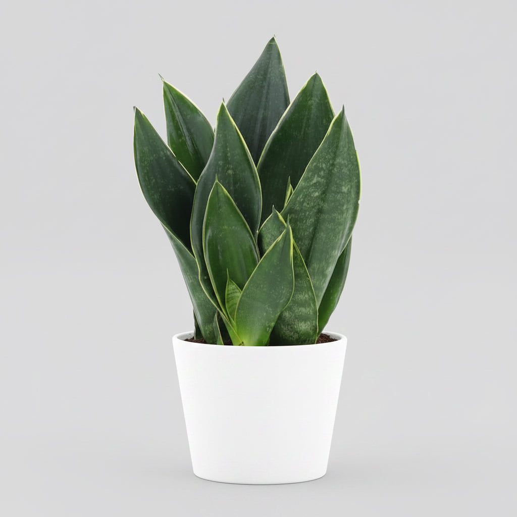 Sansevieria 'Black Diamond' D12