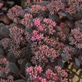 Sedum ‘Dark Canyon’ - suculenta rustica cu frunzis bordo si flori roz