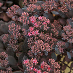 Sedum ‘Dark Canyon’ - suculenta rustica cu frunzis bordo si flori roz