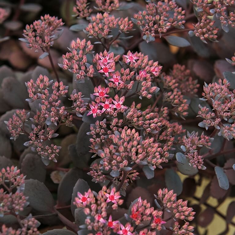 Sedum ‘Dark Canyon’ - suculenta rustica cu frunzis bordo si flori roz