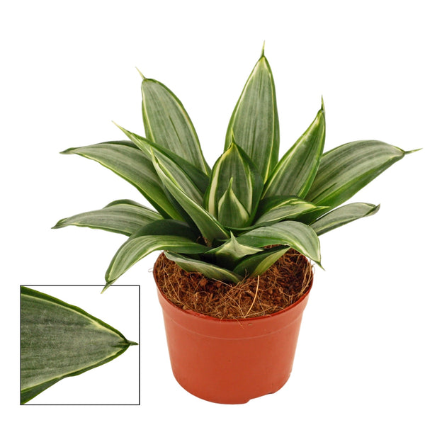 Sansevieria Hahnii 'Diamond' D9