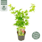 Acer palmatum 'Going Green' (arce japonés)
